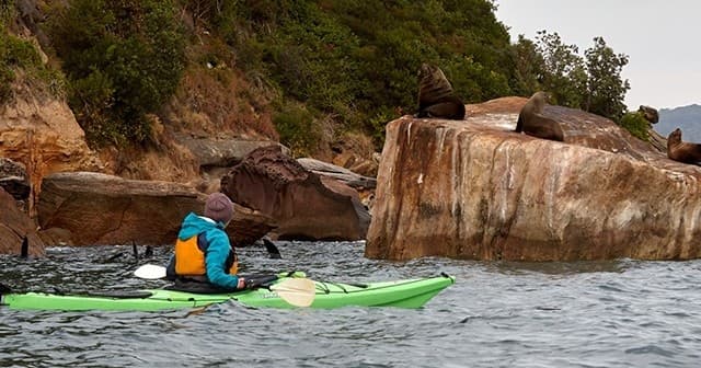 Wildlife & Water Activities: Seal Experience Paddle in Sydney
