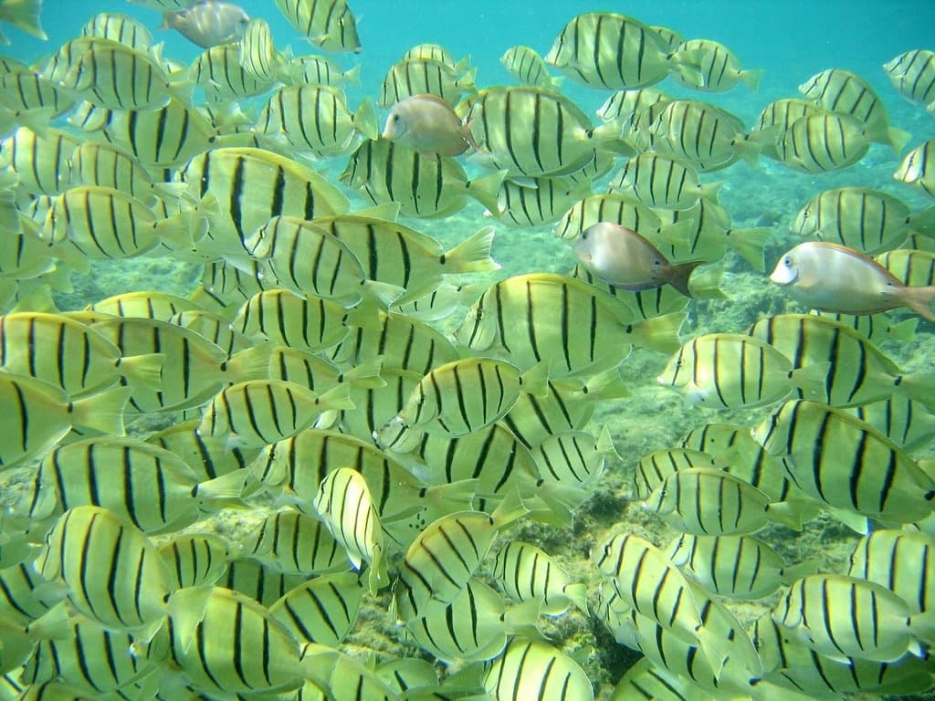 Water Activities with Cabo Eagle Divers in Cabo San Lucas