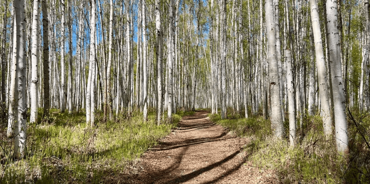 Chena River Nature Trail Walk with Tundra Trekkers in Fairbanks