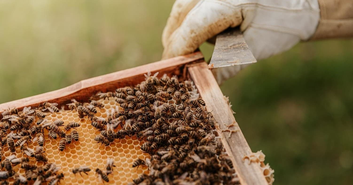 Beekeeping Tour in Nafplio with Unique Greek Tours