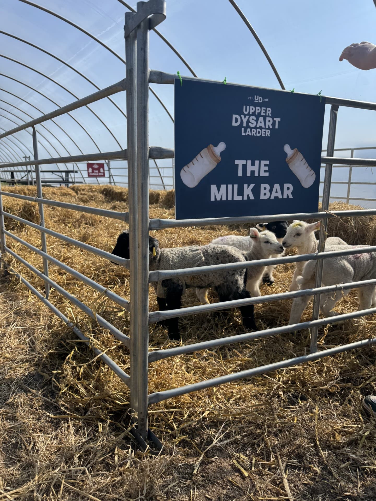 Little Lamb Bottle Feeding at Upper Dysart Larder — Montrose Spring Experience photo 2