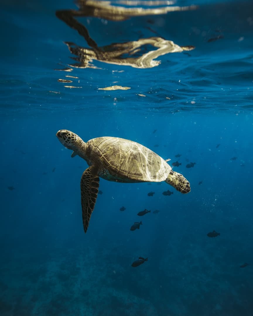 Private Catamaran Cruise & Snorkeling Keanuenue
