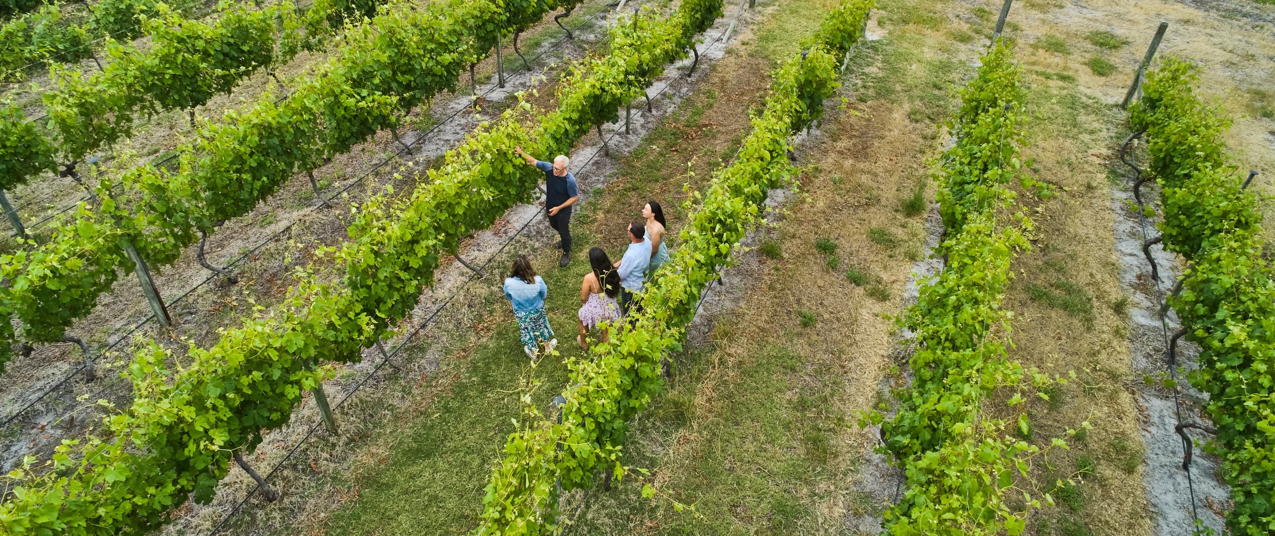 Aerial view of vineyard rows with walkers exploring vines