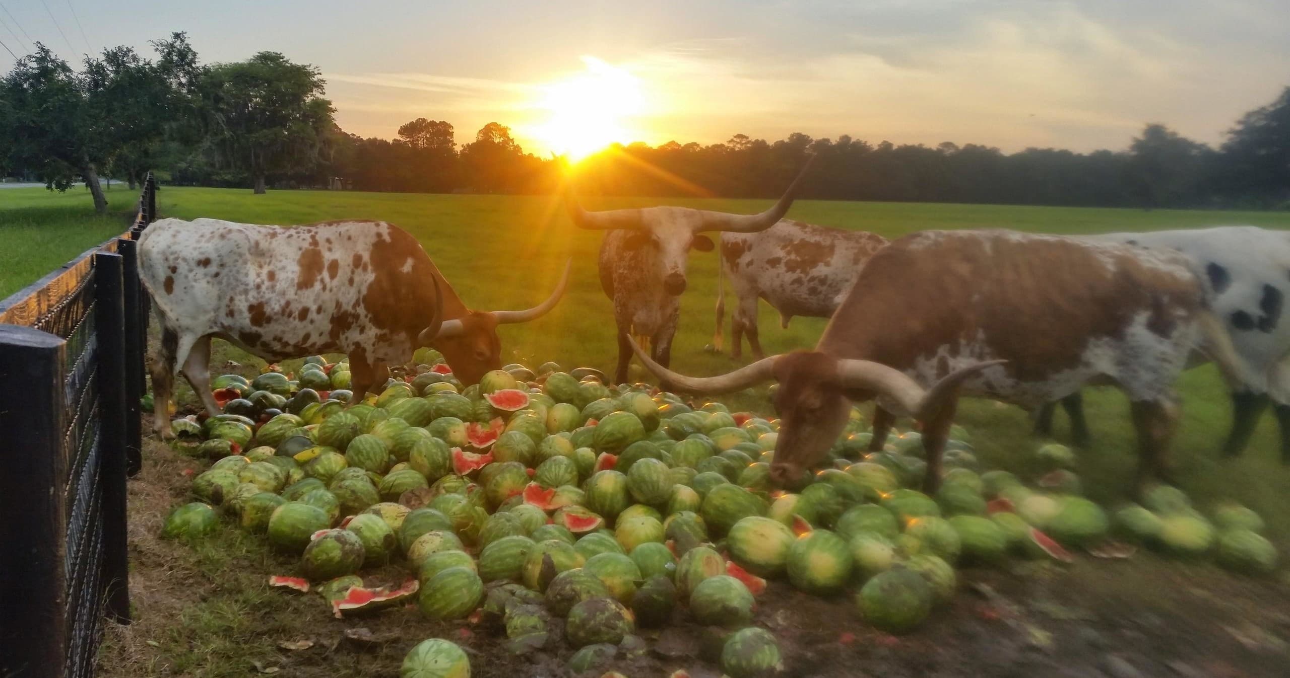 Cattle feeding on watermelons in sunset pasture field