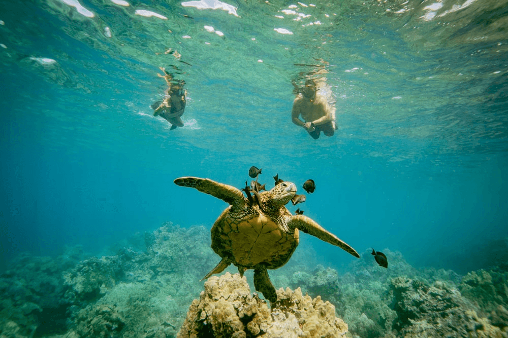 Sail to Coral Garden’s Turtle Town: Snorkel Turtle Reefs from Maui’s Winona