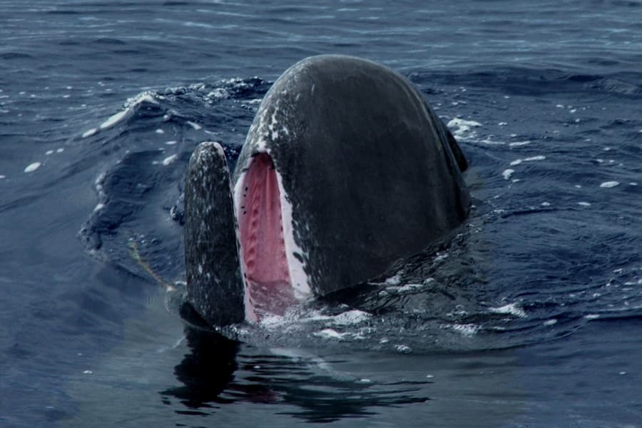 Private Zodiac Whale-Watching with Biologists in Horta, Azores