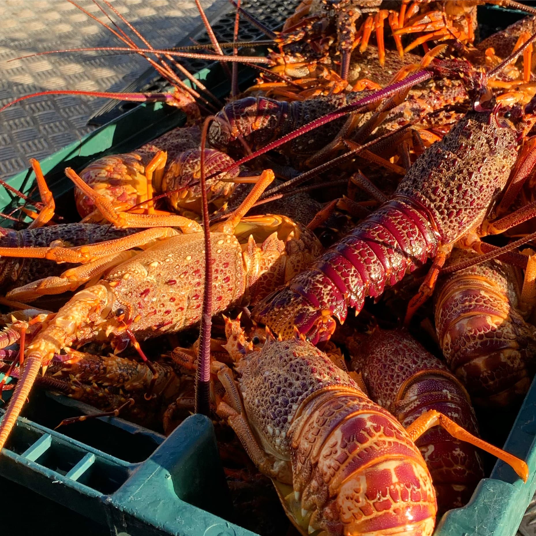 Kaikoura Fishing Tours fleet