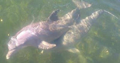 Dolphin Mangrove Tour with Aquaholic Adventures in Islamorada