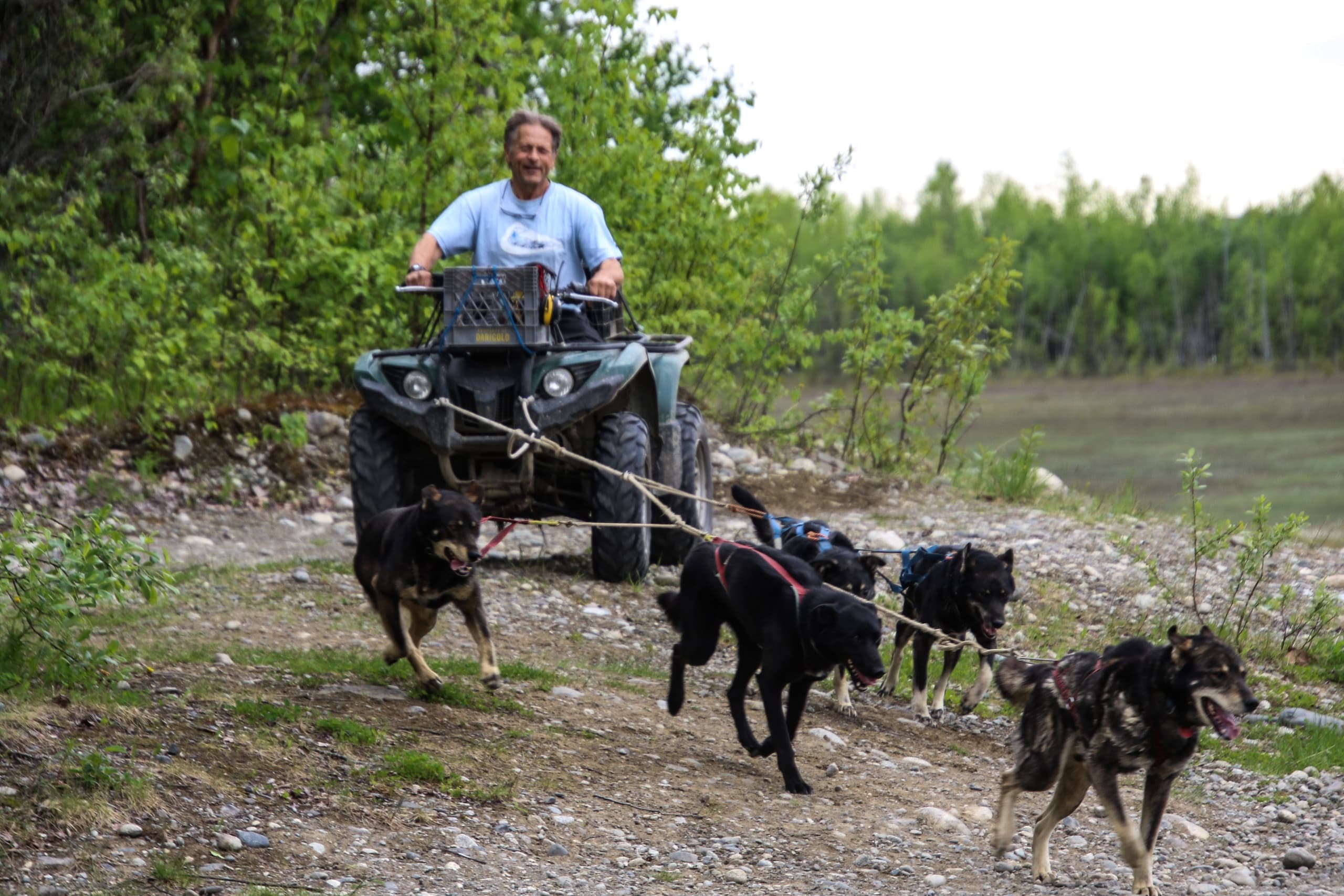 ATV-led dog team training on forest trail in summer tundra