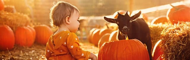 Pumpkin Carving with Goats in Brookshire, TX