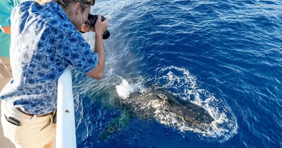 Ocean Therapy Charters fleet