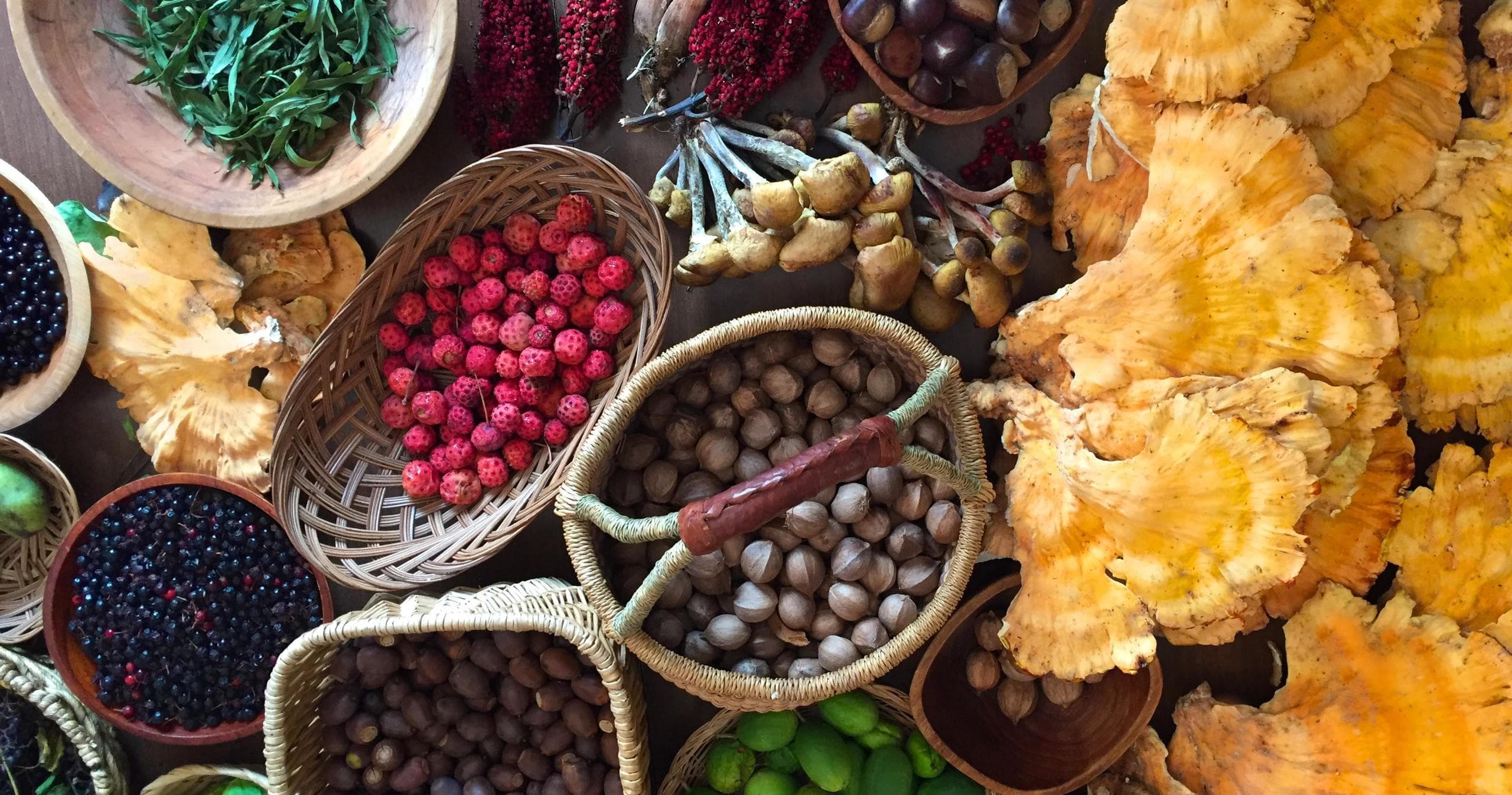 Wild Foraging Adventures with No Taste Like Home in Asheville