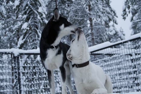 Winter Sports & Husky Safari with Polar Lights Tours
