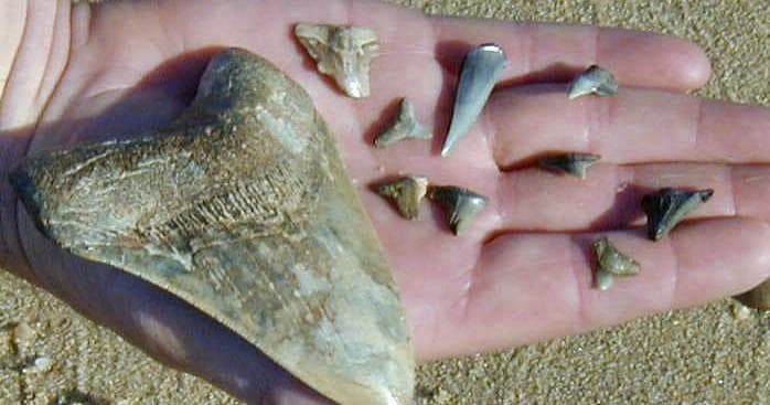 Hand displaying fossil shark teeth on sandy beach at low tide