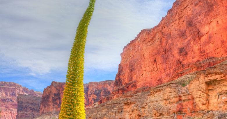 Hiking Adventure at Grand Canyon National Park with Discovery Treks