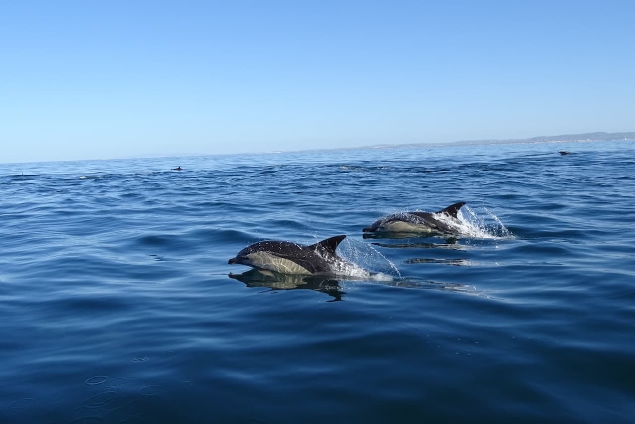Dolphins surfacing in open Atlantic waters near Algarve coast