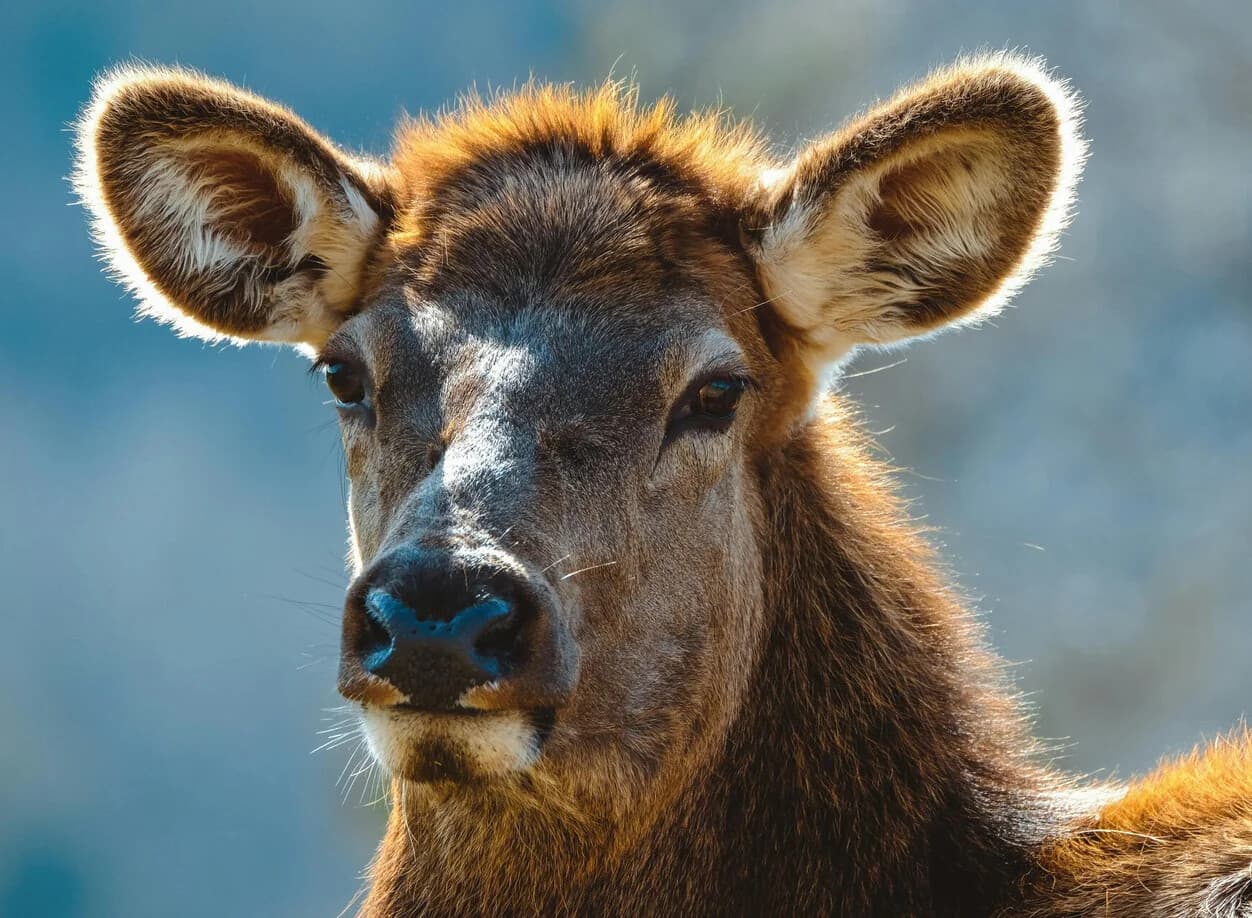 Dusk Drives and Elk: Evening Wildlife & Landscapes Tour in Gallatin Gateway photo 2