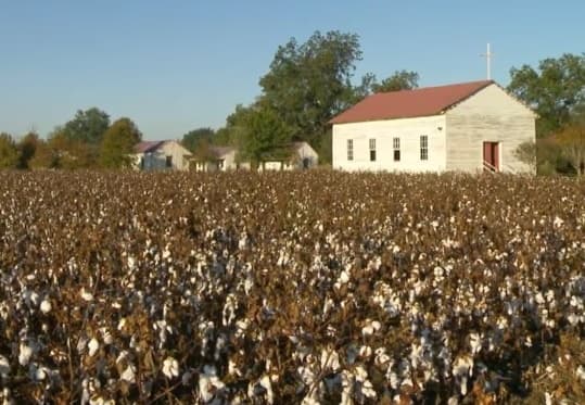 Cotton field with small chapel near Natchez, rural plantation vista