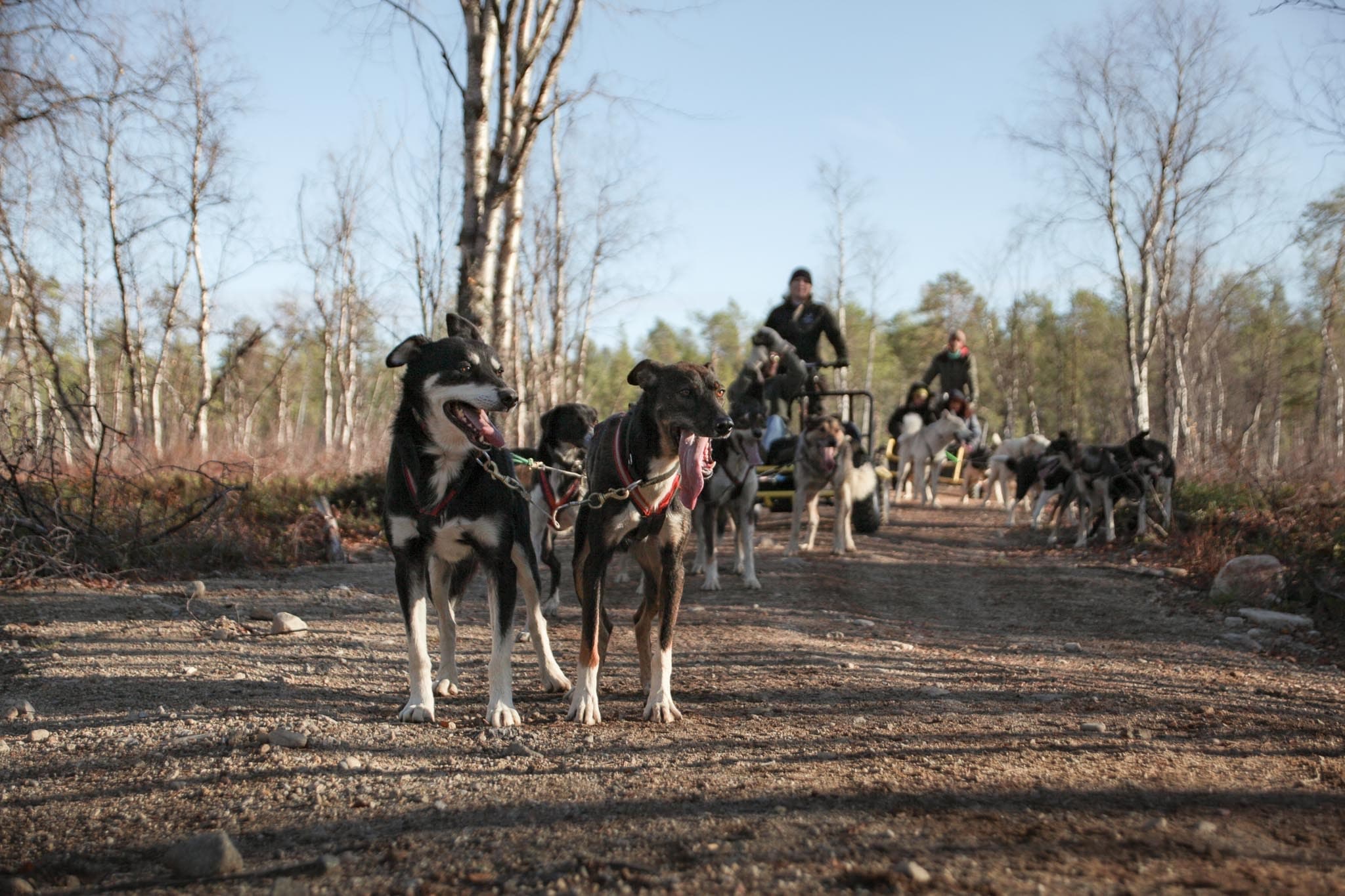 Winter Wilderness & Husky Ride at Wilderness Hotel Muotka