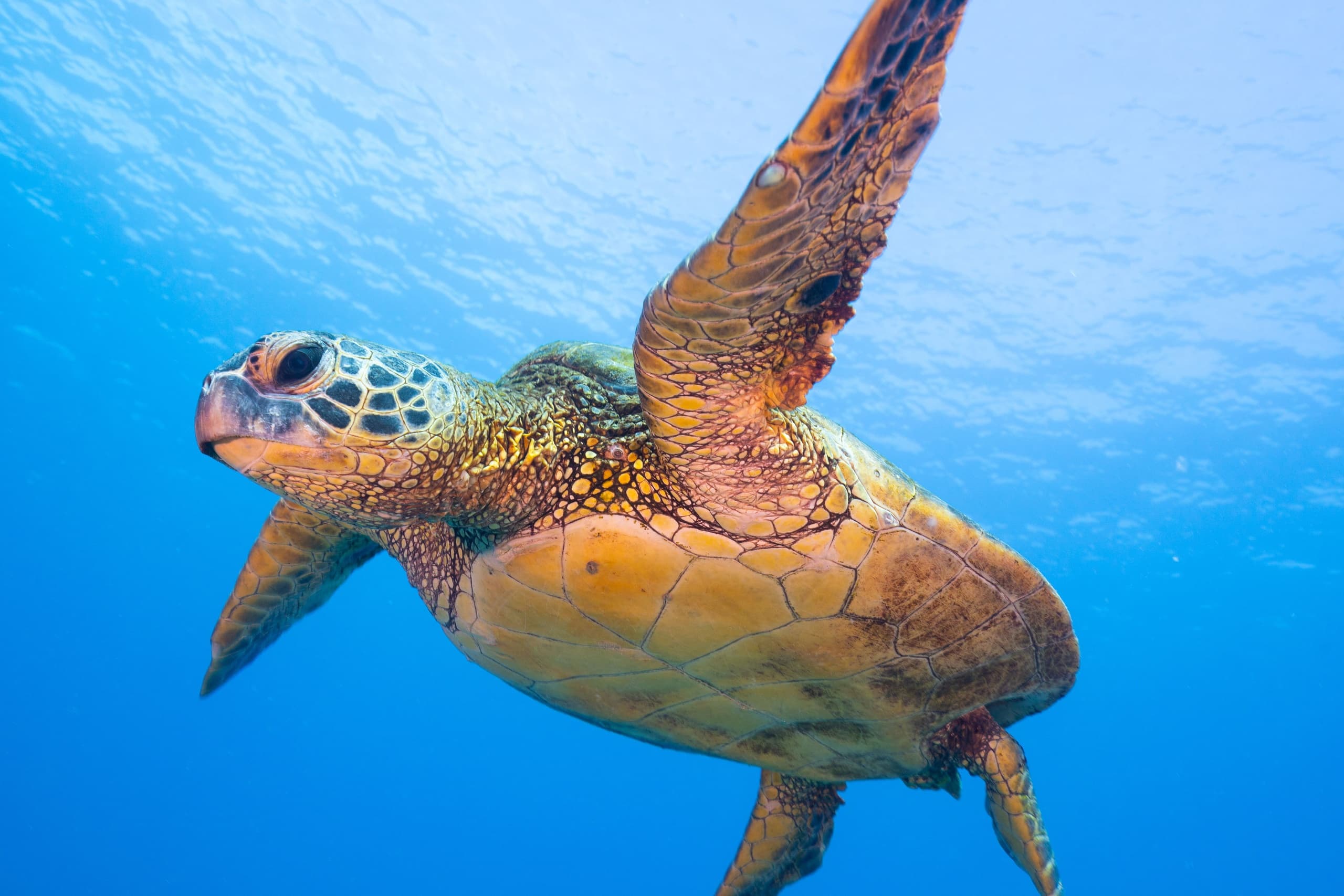 Molokini Snorkel Trip in Wailuku, Hawaii