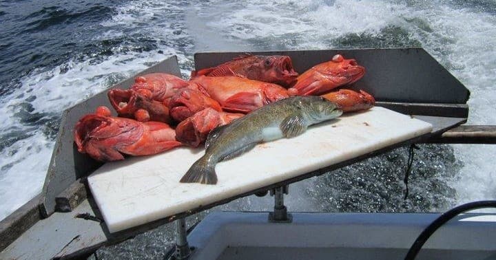 Deep Sea Rock Cod and Ling Cod Fishing Adventure in Monterey Bay