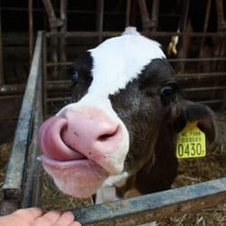 Farm Fun & Learning at Clara Maria Cheese Farm