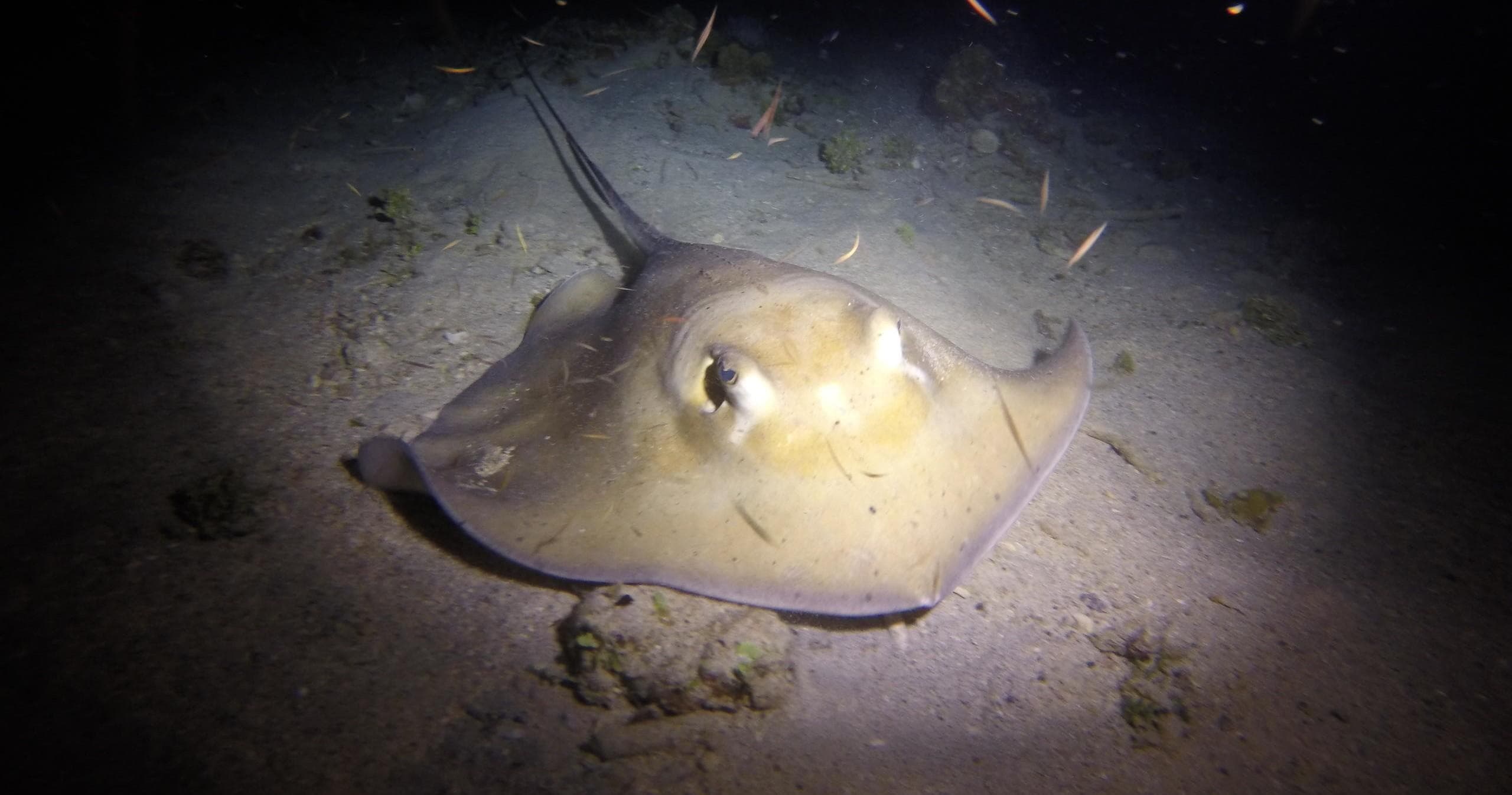 Sunset + Night Scuba Dive with Aqua Marine Dive Center in St. Thomas