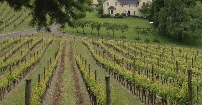 Symmetrical vineyard rows stretching downhill toward distant farmhouse view