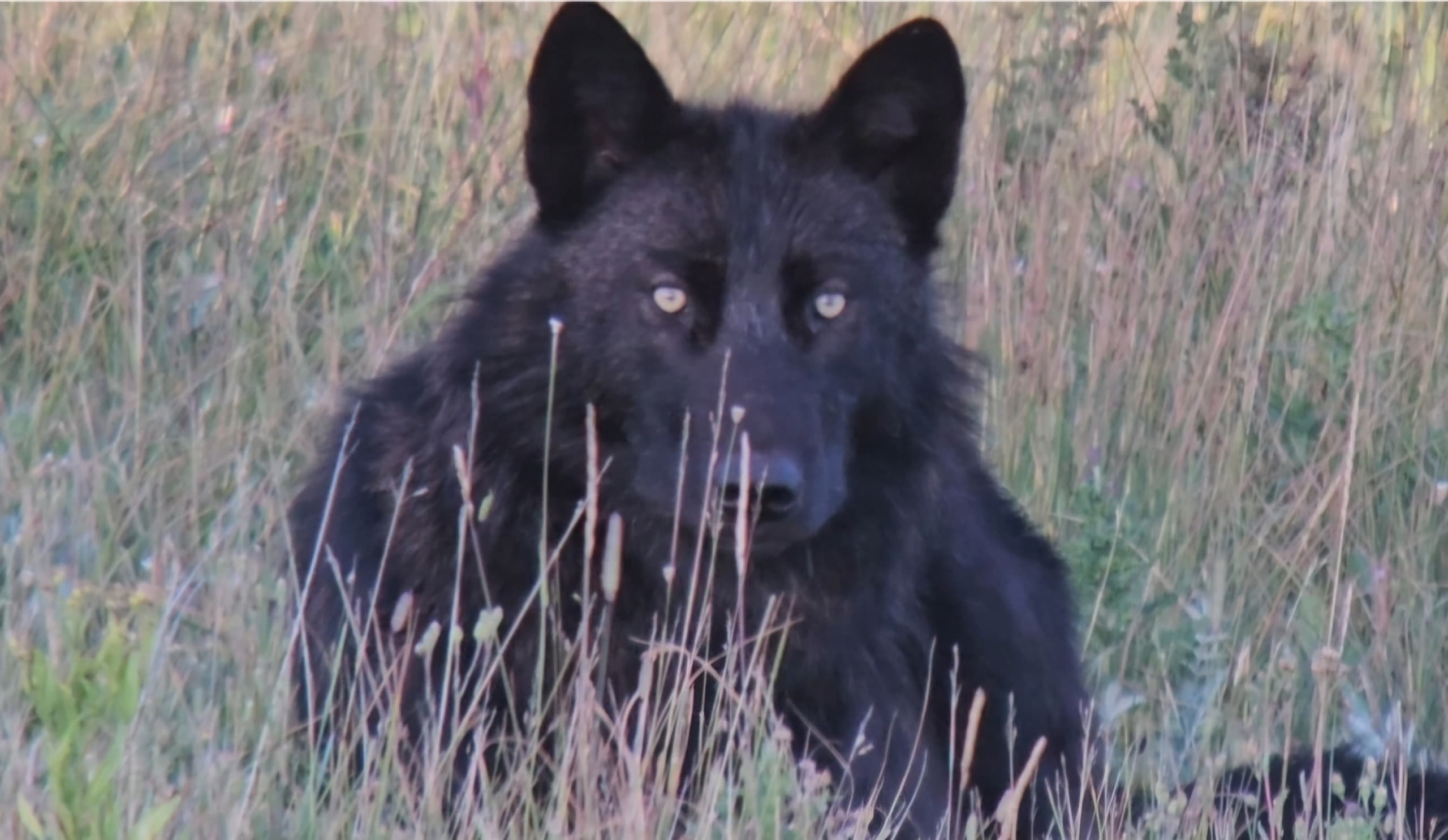 Black wolf lying in tall grass during guided wildlife viewing