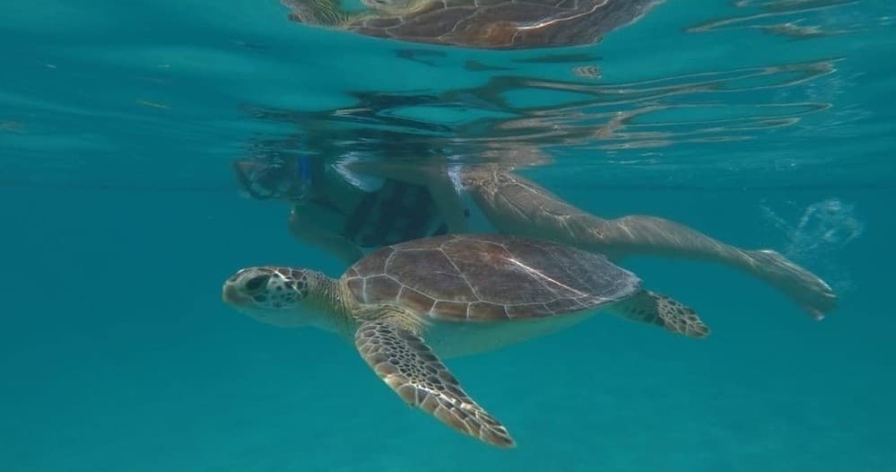 Water Activities & Sea Turtles Tour at Mahahual Beach