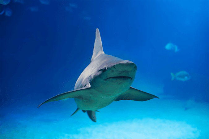 Pelagic Shark Dive with Hawaii Ocean Adventure Tours