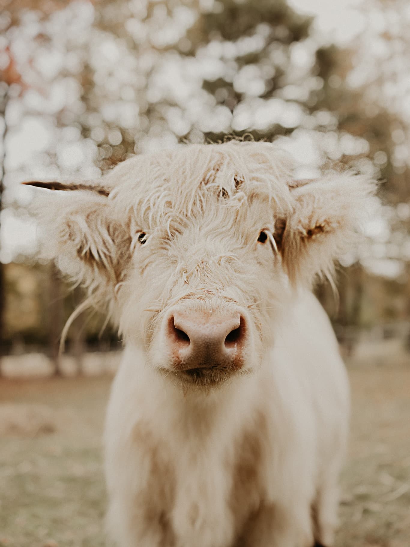 Greenhouse Dinners and Cow Encounters at Fair Weather Farms