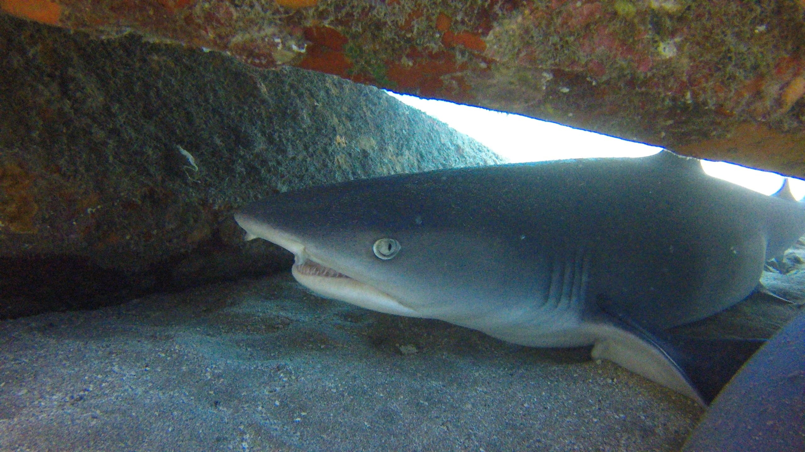 Dive Into Maui's Nightlife: Shark and Turtle Wreck Dive at Mala Wharf Pier