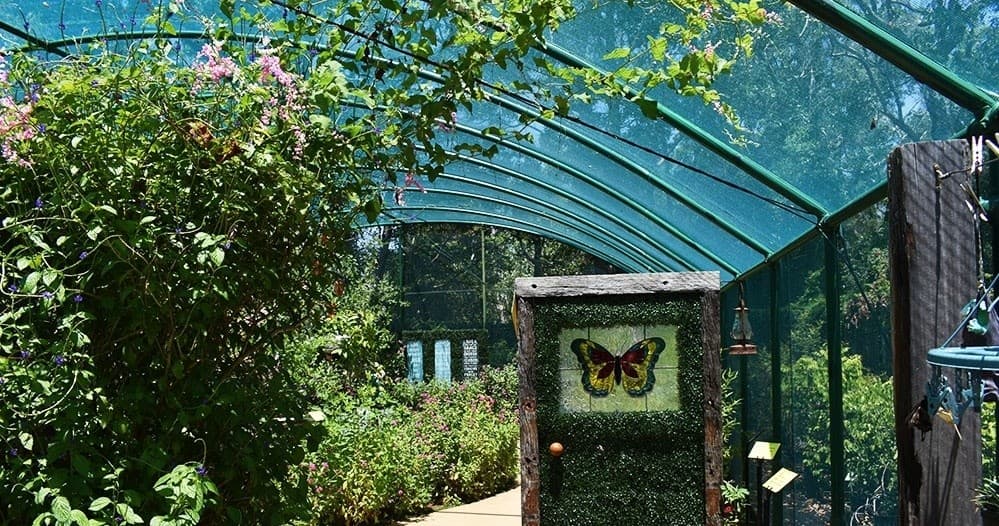 Explore Bribie Island Butterfly House: Groups & School Excursions in Bongaree, Queensland