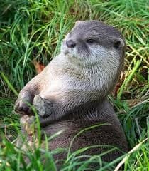 Up-Close Otter Encounters in Bolton, Massachusetts: A Unique Wildlife Experience