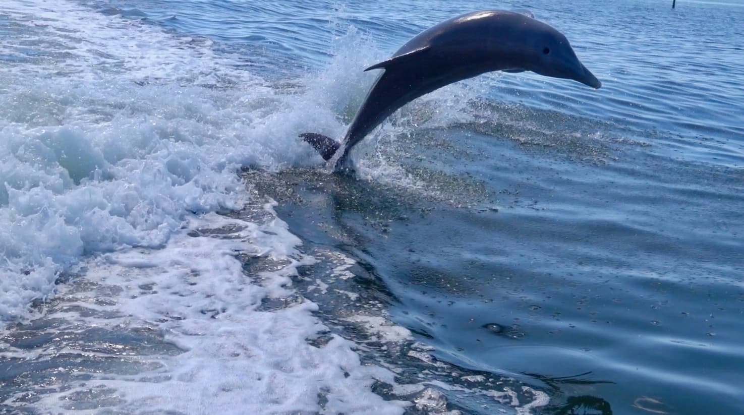 Wildlife in Cortez, Florida