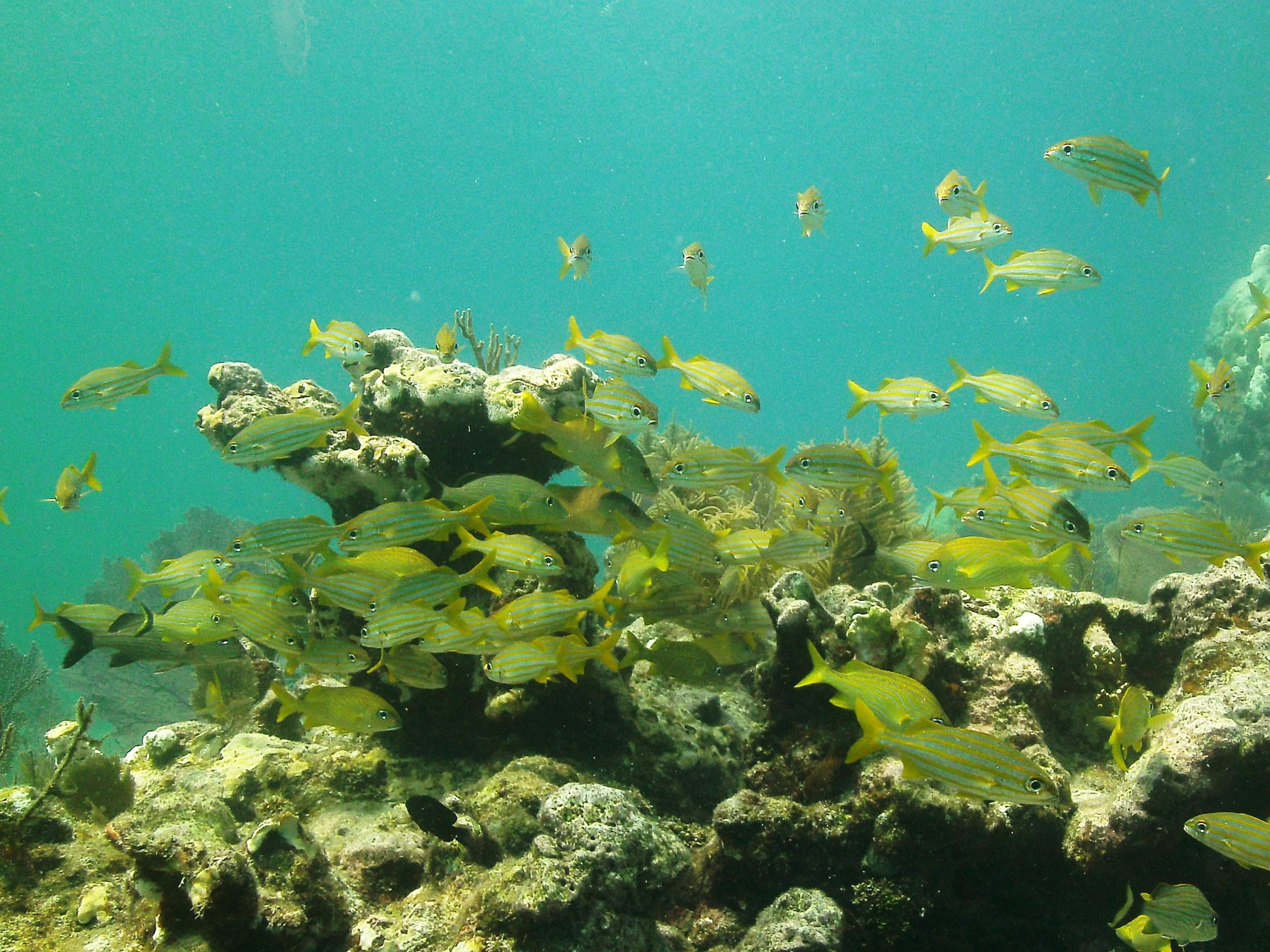 Discover Scuba Diving Adventure in Key West, Florida