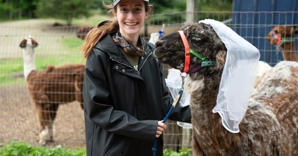 Bachelorette Trek with Alpacas and Llamas in Pleasant Valley, NY