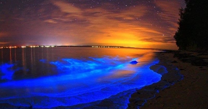 Paddling the Living Lights: Bioluminescence Kayak Tour Near Orlando