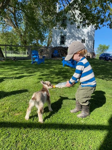 Bottle Feed Baby Goats in Martintown: 30-Min Farm Snuggle Experience photo 1