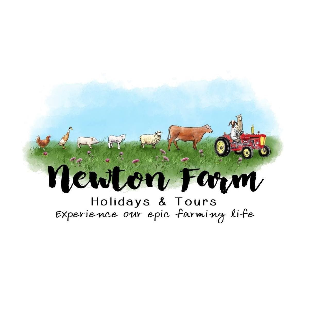Accessible Highland Cow & Alpaca Experience at Newton Farm, Inverarity photo 1