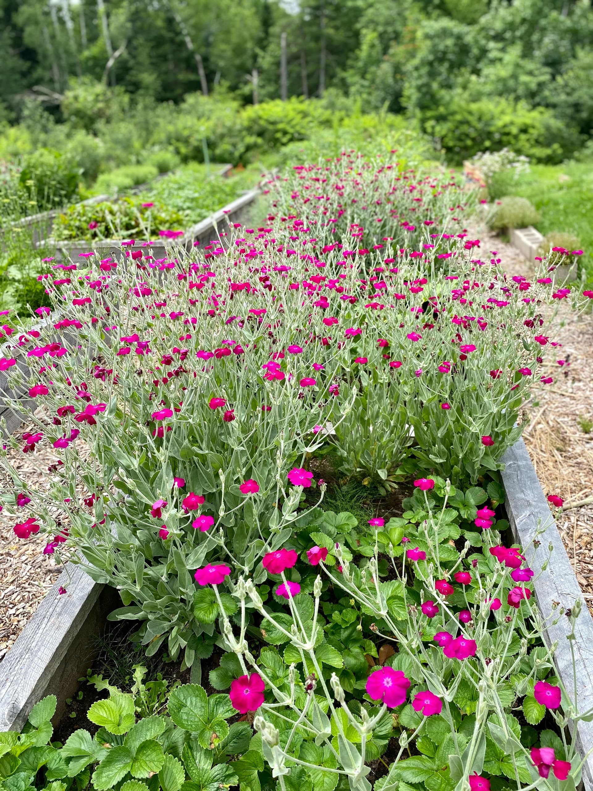 Herbal Hill Farm raised beds with magenta blooms for garden tours
