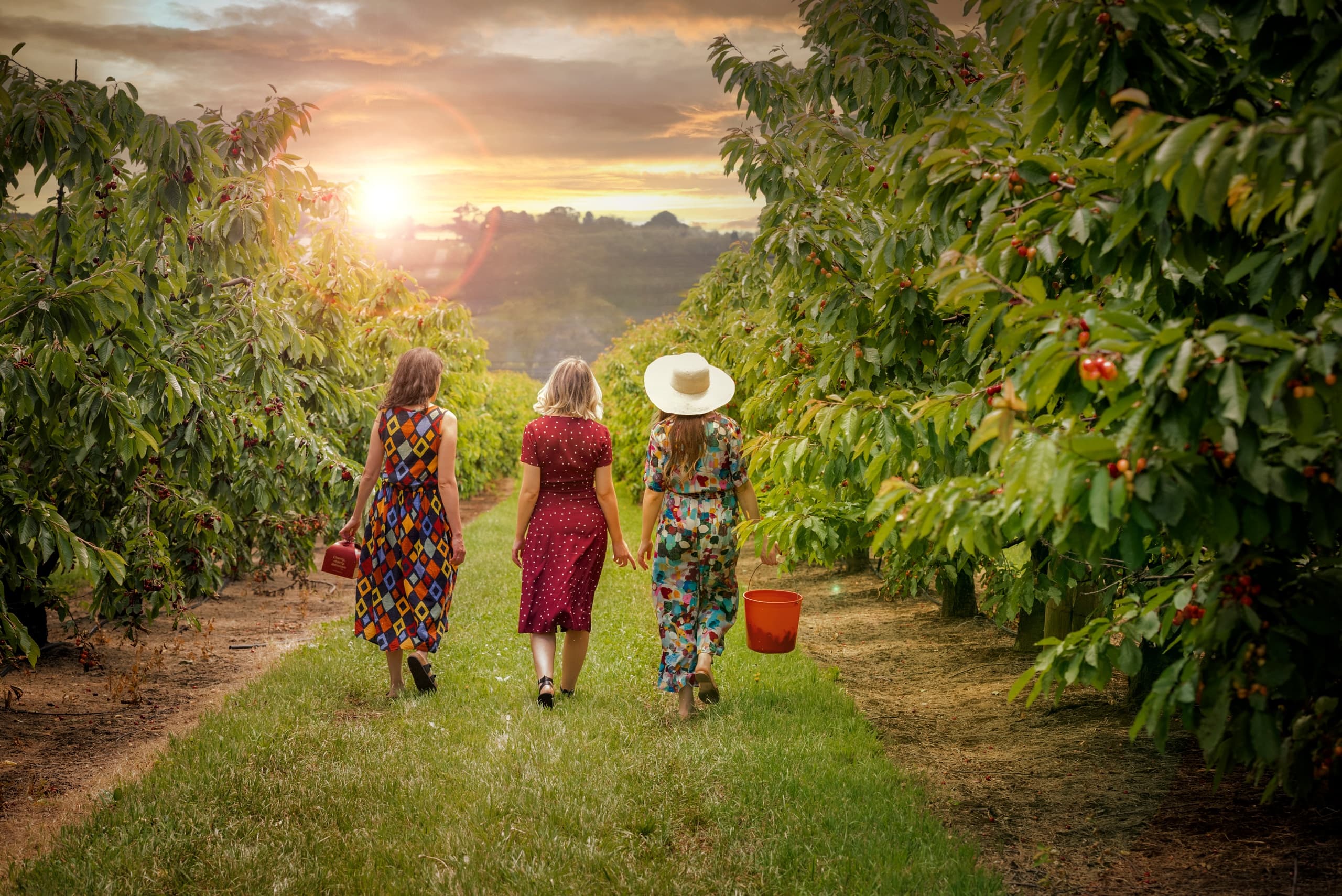 Twilight Cherry Picking in Wandin East: Sunset Harvest at CherryHill Orchard