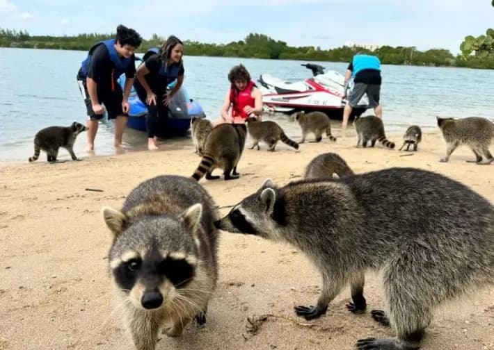 Racoon Island Adventure | Boat Tour in Miami | Water Activities, Dolphin, Jet Ski Tour photo 1