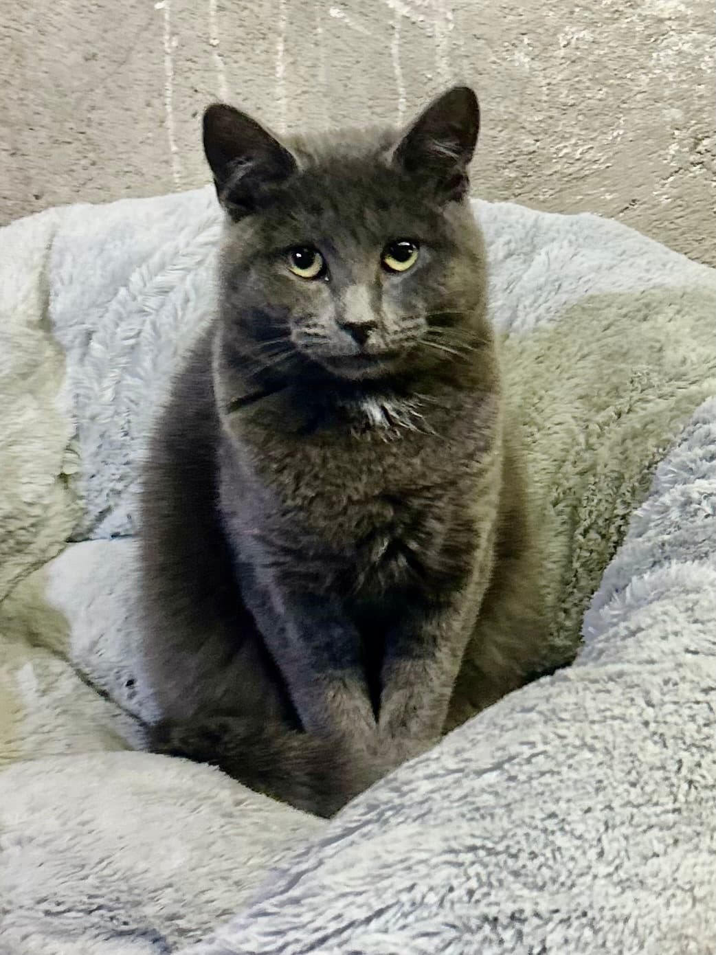 Calm, Quick Cat Nail Trims at Pet Cat Services in Bridesburg, Philadelphia