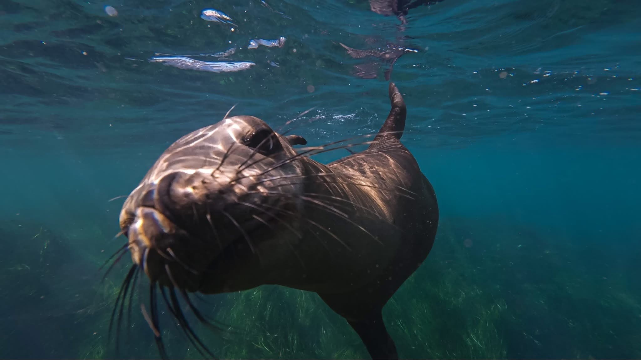 Close-up sea lion swimming under La Jolla coastal water