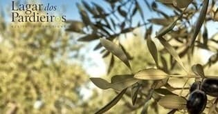 Olive Oil Tasting at Lagar dos Pardieiros in Alferce