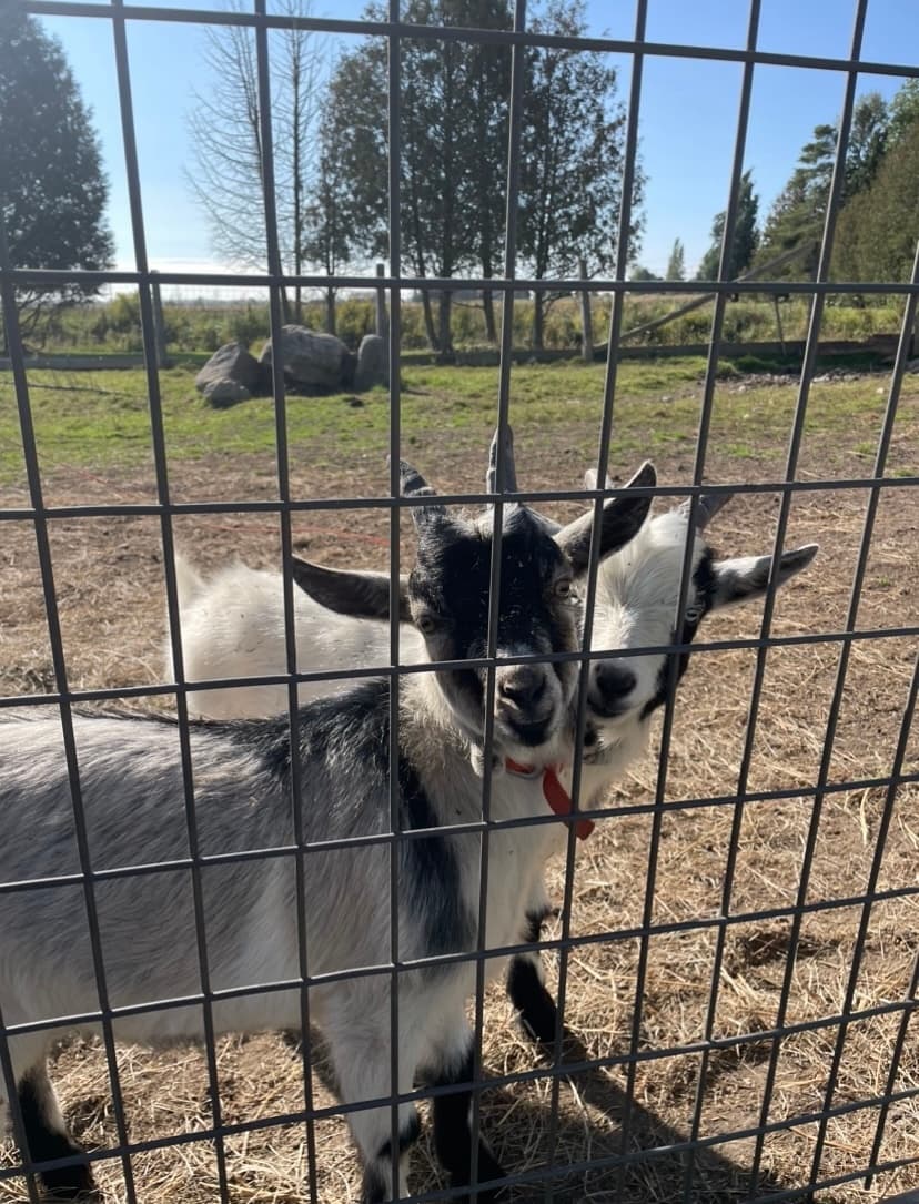 Goat close-up behind wire fence at small farm enclosure
