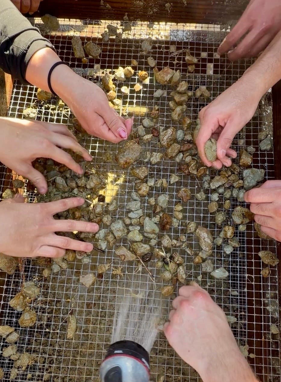 Hands sorting fossil-bearing gravel on screening mesh