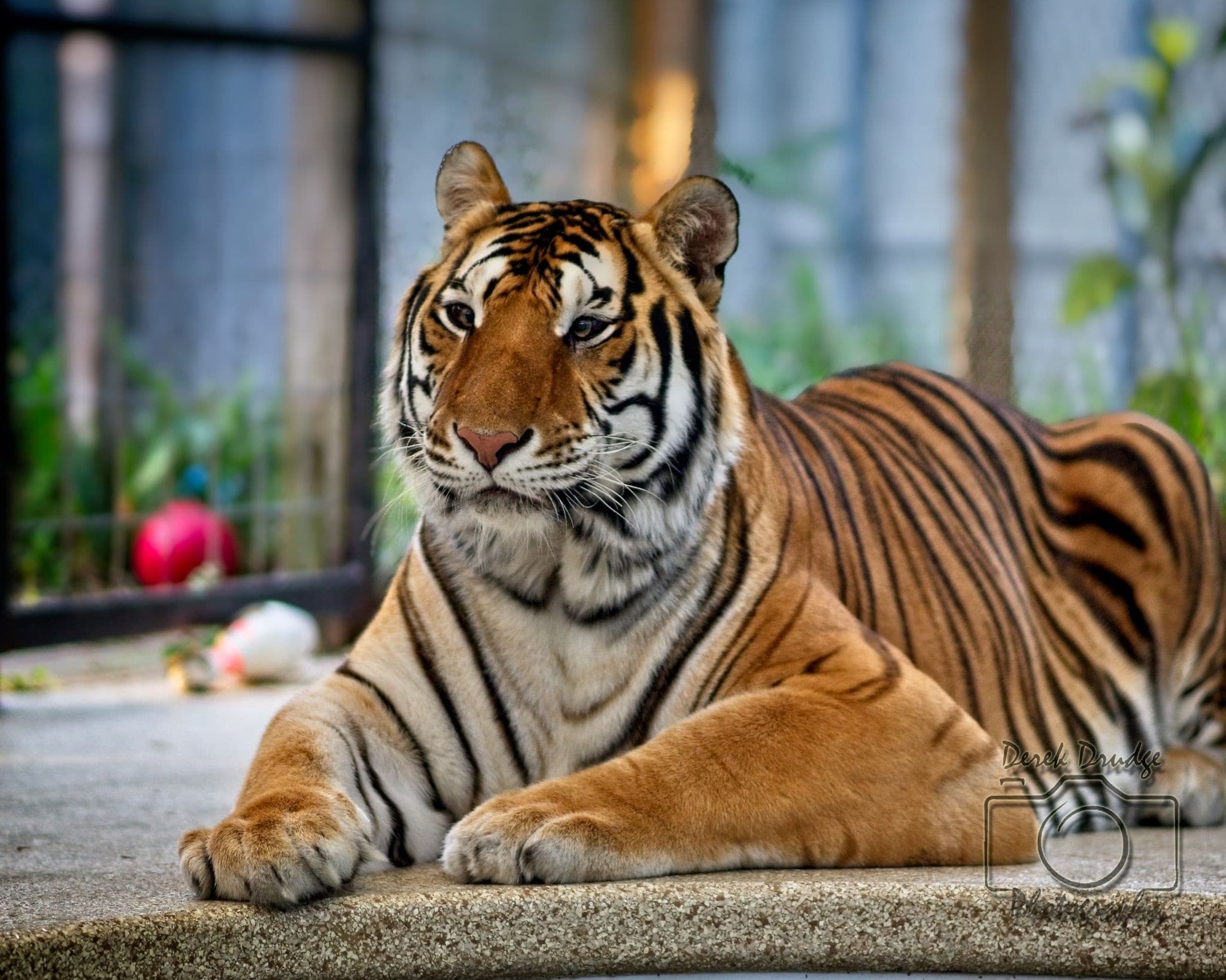 Bengal tiger lounging in zoo enclosure for wildlife viewing